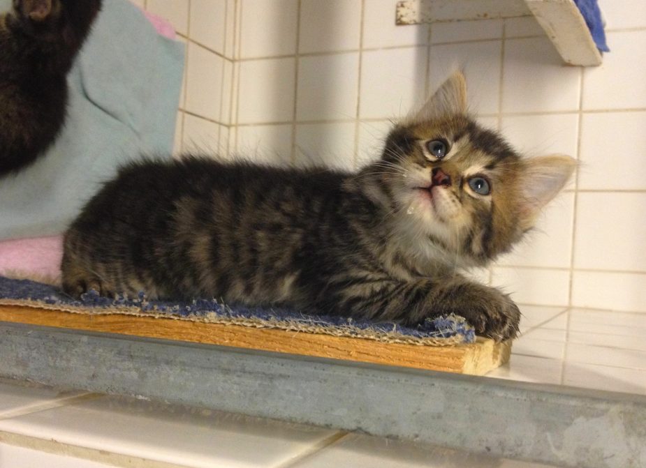 Refuge pour animaux Alfortville chien et chat à adopter